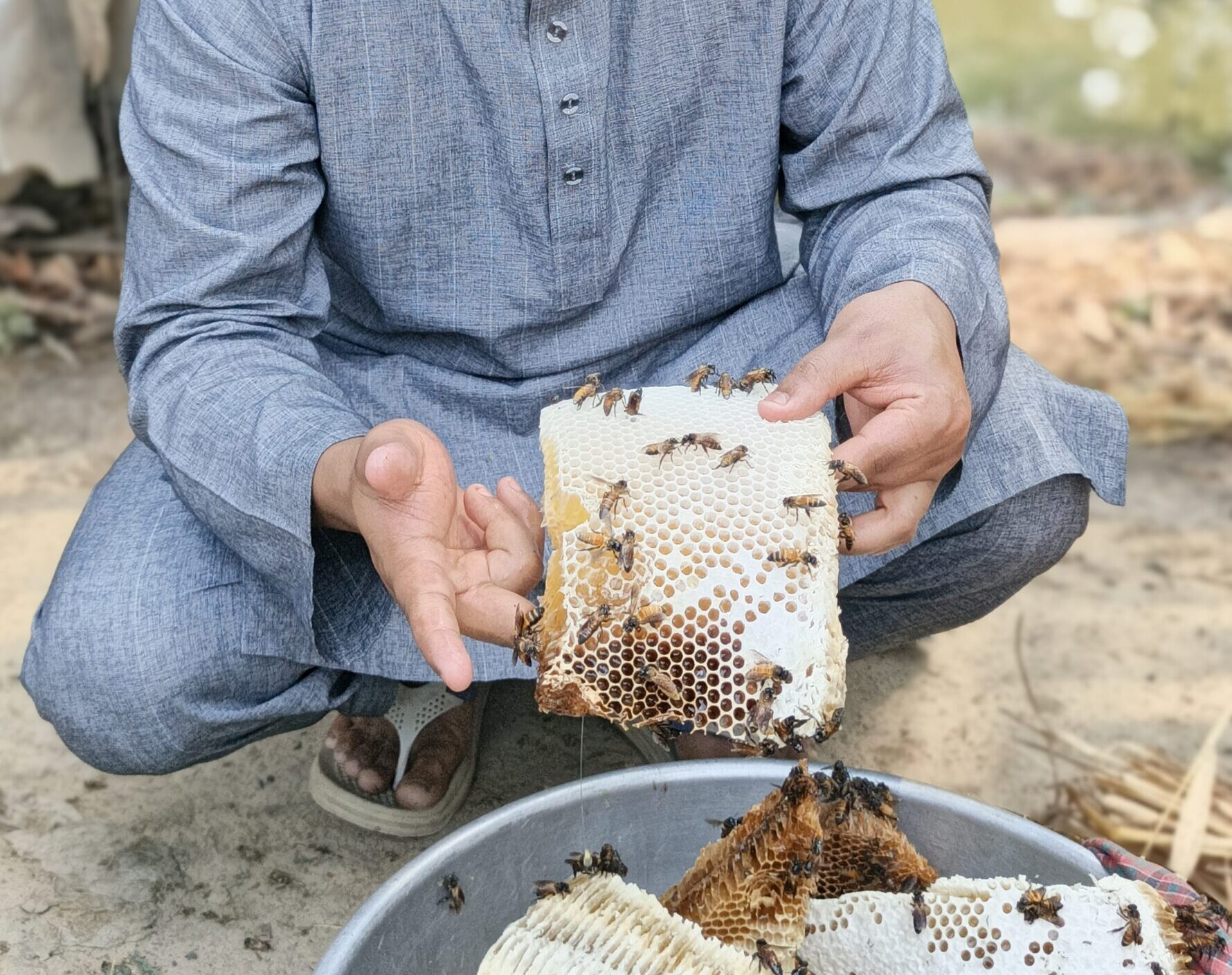 মধু সংগ্রহ